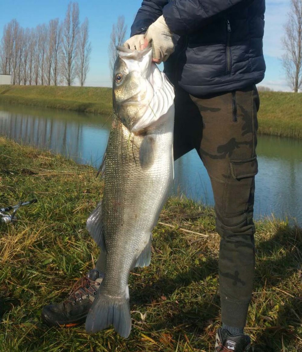 Va a pesca col padre: 16enne prende all'amo un branzino da 11 chilogrammi e 8 etti