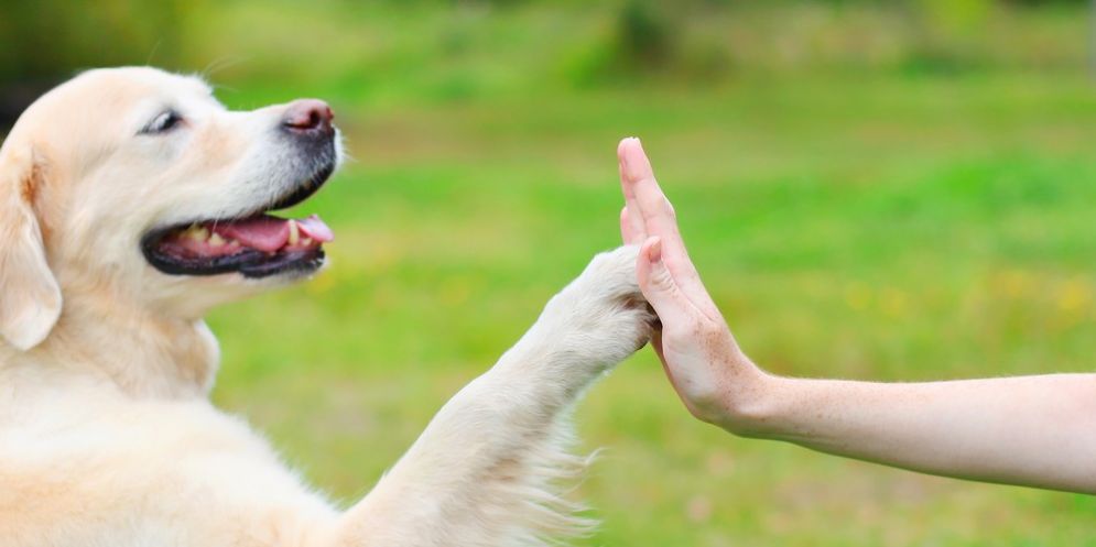 Tradurre il linguaggio dei cani? Per un professore americano  possibile