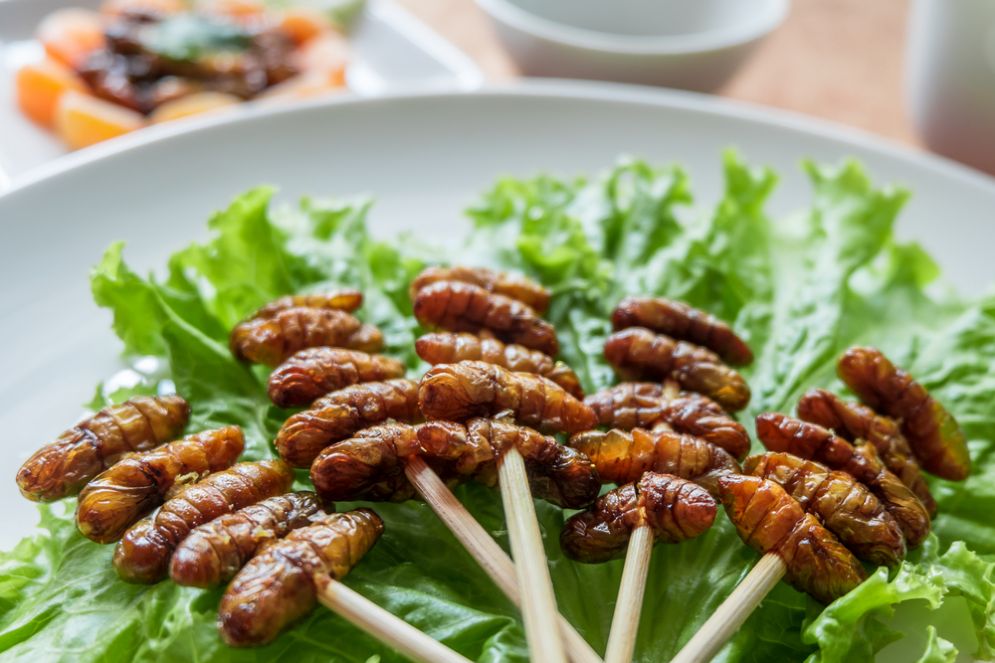 Insetti nel piatto o novel food