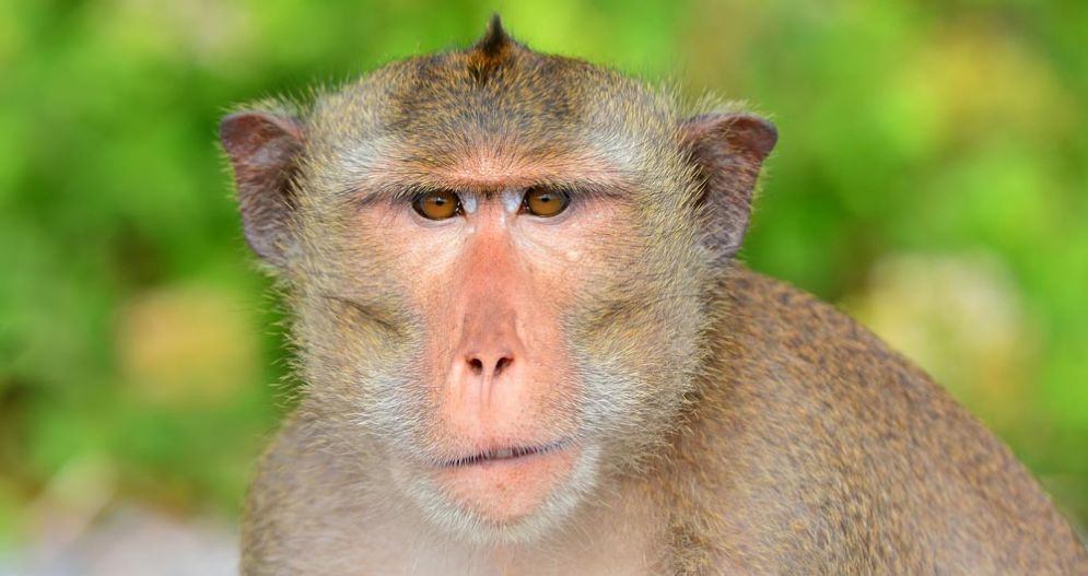 Macaca Fascicularis