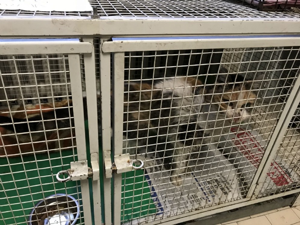 Le gabbiette in cui vengono tenuti i gatti