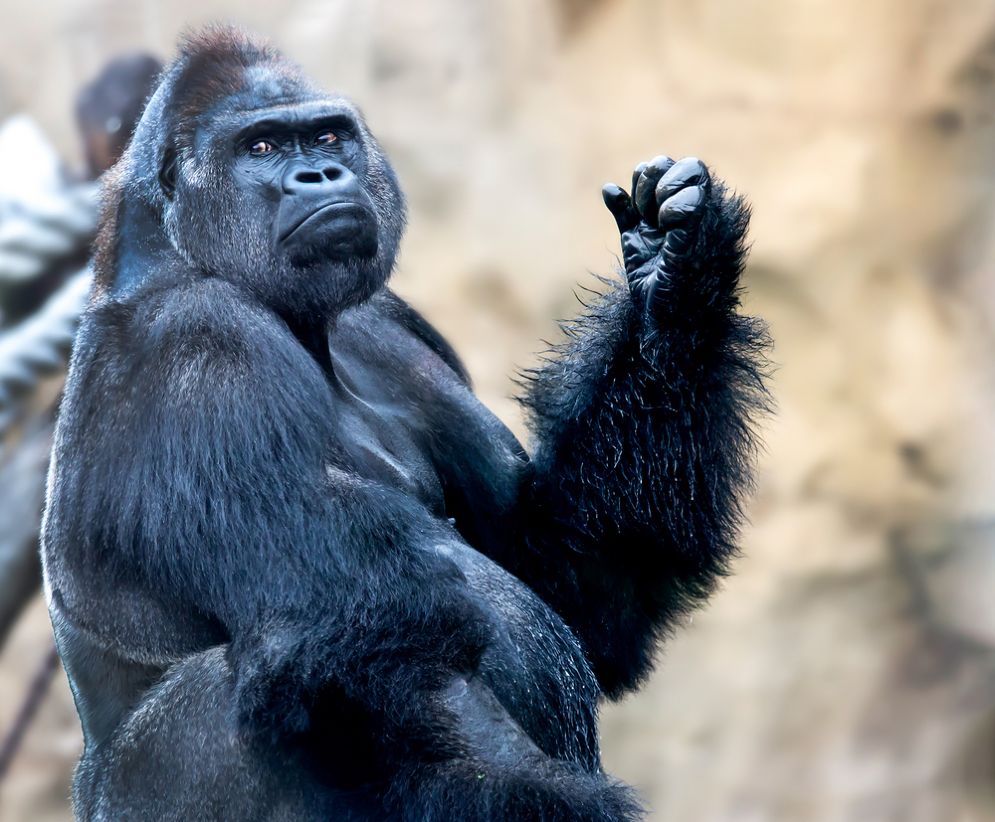 La questione dei gorilla e degli algoritmi razzisti di Google