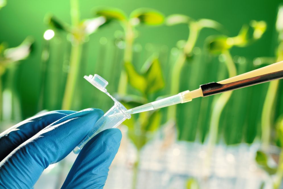 Food innovation e sostenibilità: Seed&Chips stringe accordo con ENEA