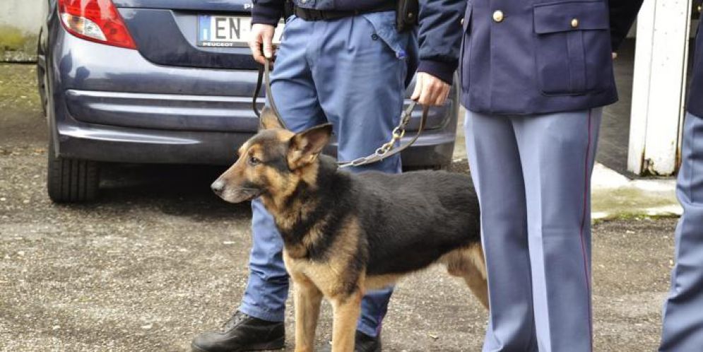 Cane dell'unità cinofila della Questura di Genova
