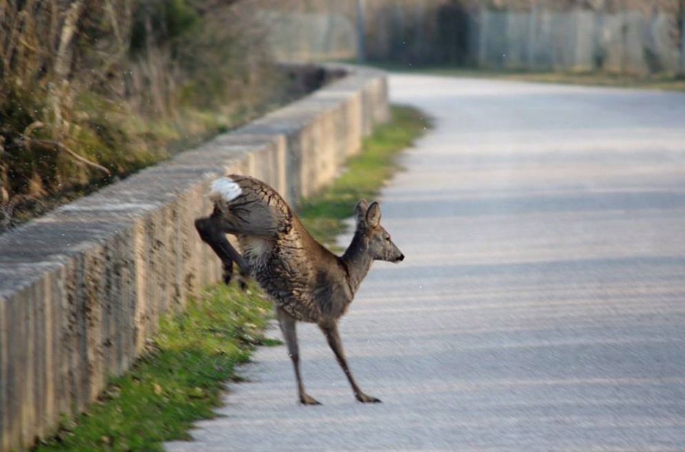 La natura che incanta: caprioli nuotano da Bibione e Lignano