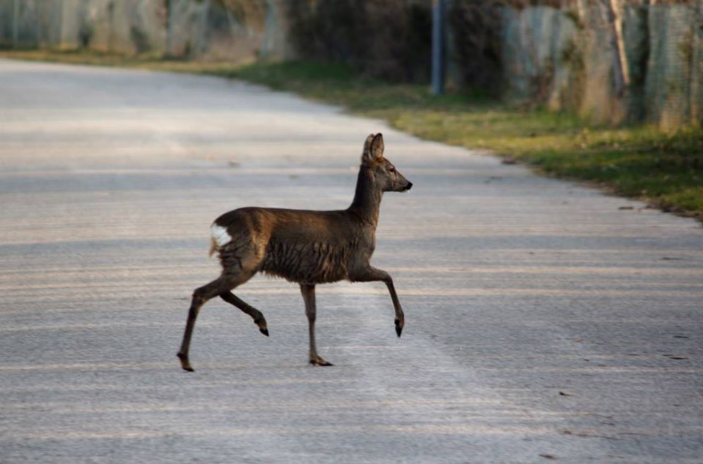 La natura che incanta: caprioli nuotano da Bibione e Lignano