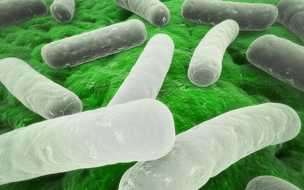 L'immunoterapia è più efficace con il trapianto fecale