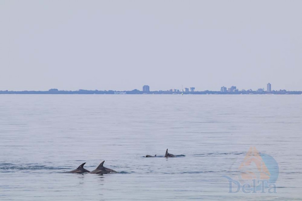 Grado: avvistato un gruppo di delfini in Laguna