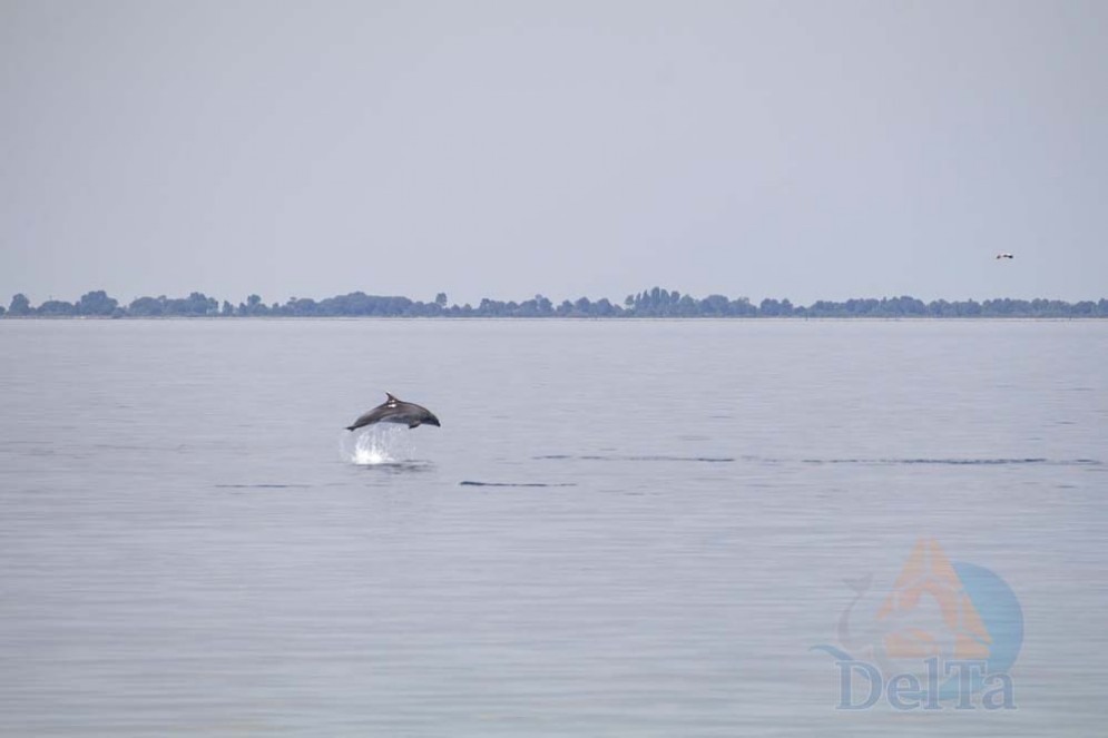 Grado: avvistato un gruppo di delfini in Laguna