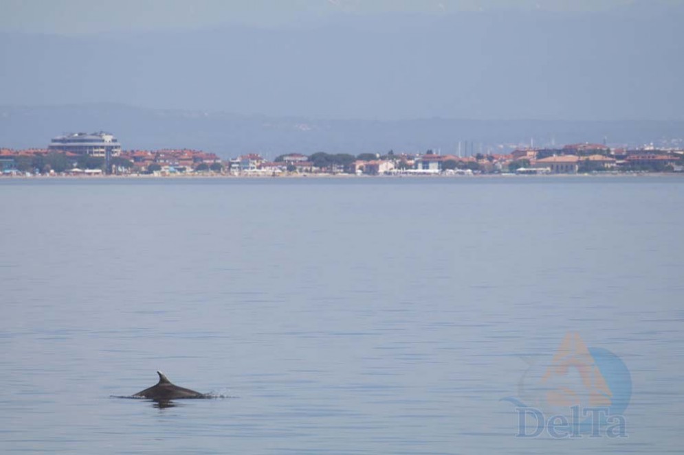 Grado: avvistato un gruppo di delfini in Laguna