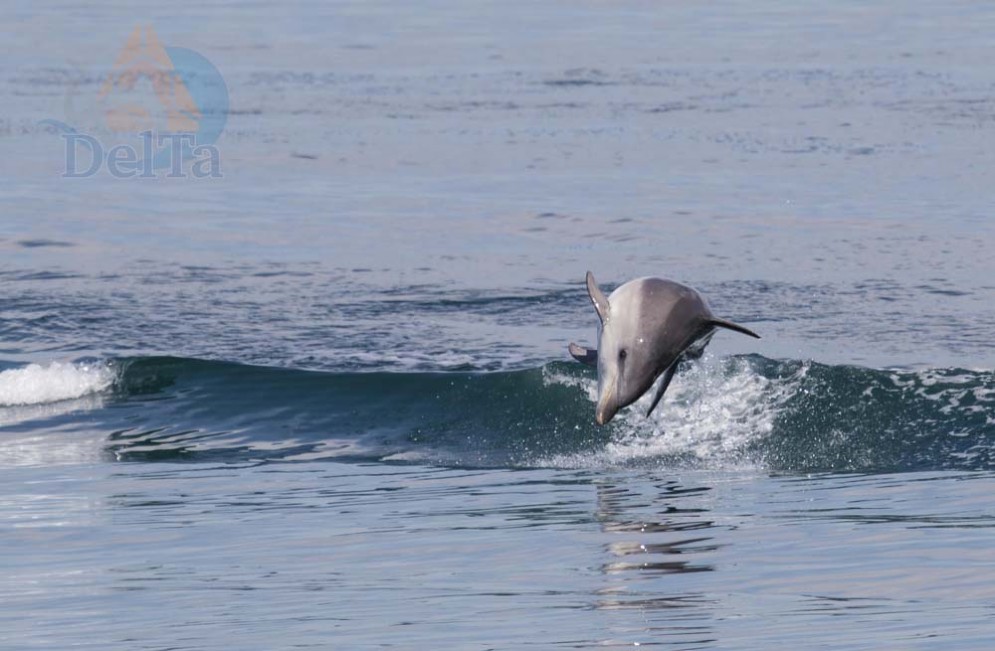 Grado: avvistato un gruppo di delfini in Laguna