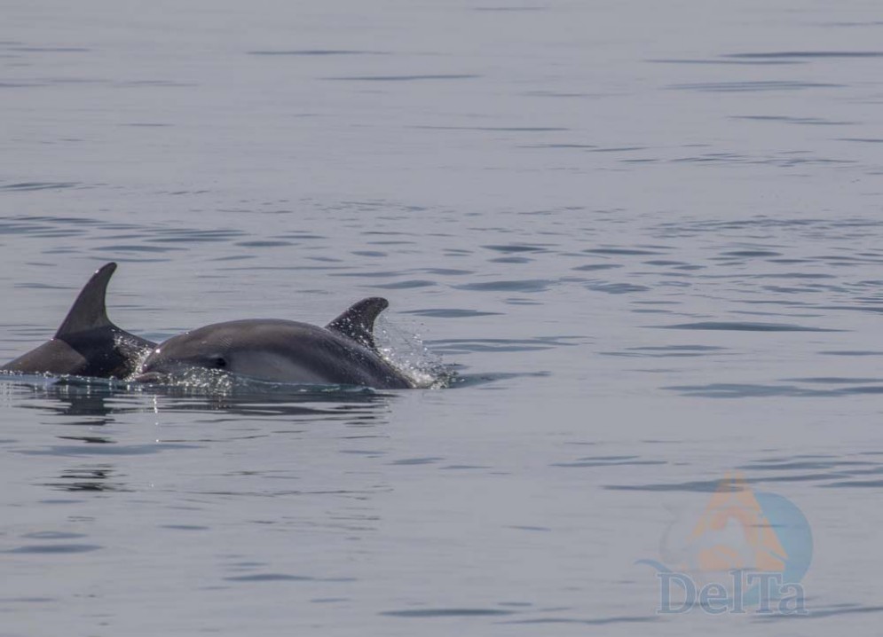 Grado: avvistato un gruppo di delfini in Laguna