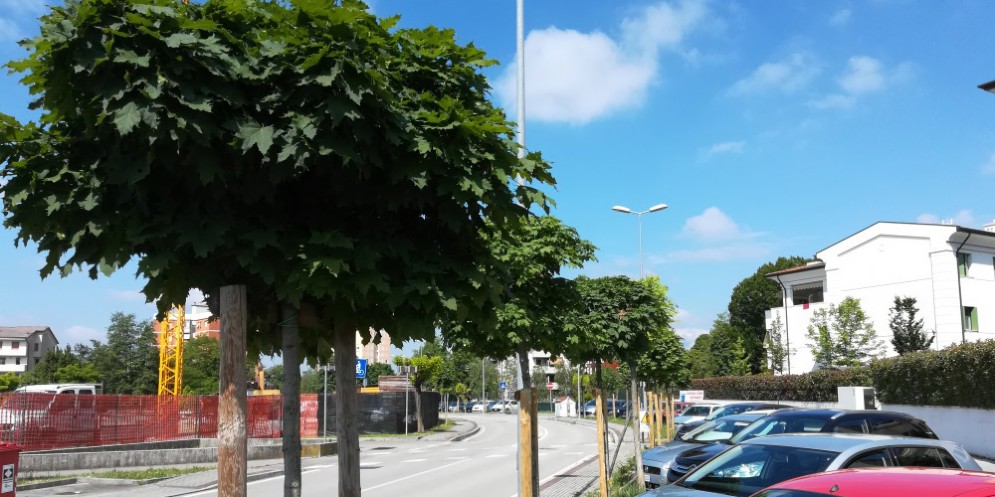 Pordenone, piantati oltre 2 mila nuovi alberi