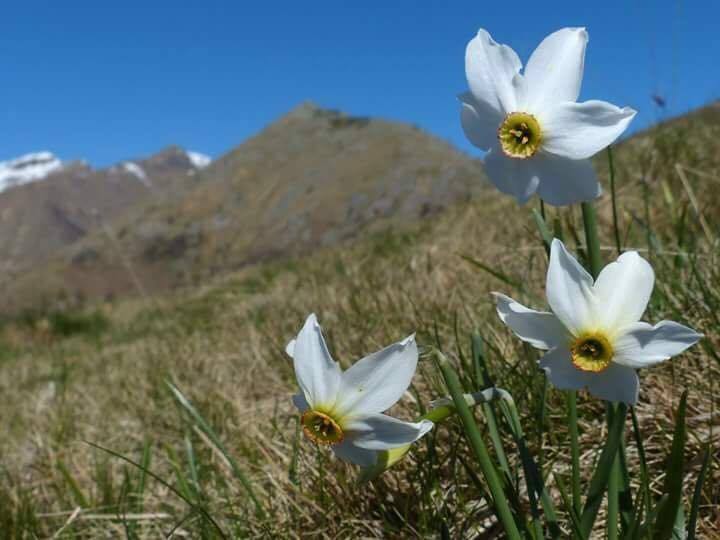 Narcisi al Monte Cucco