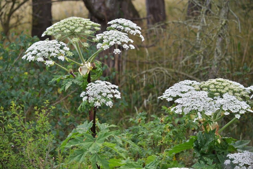 Heracleum mantegazzianum