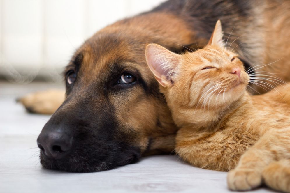 Fido e micoo ci vedono come noi?