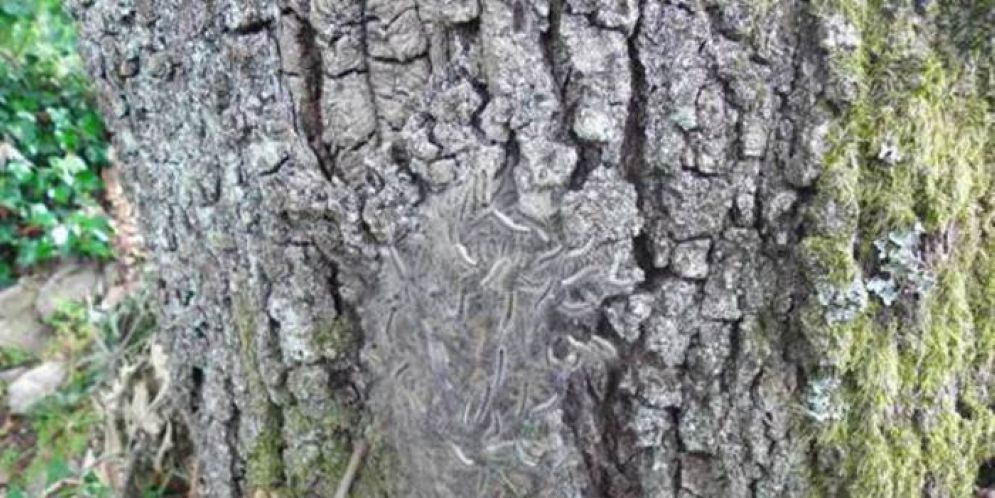 Bruchi della processionaria della quercia