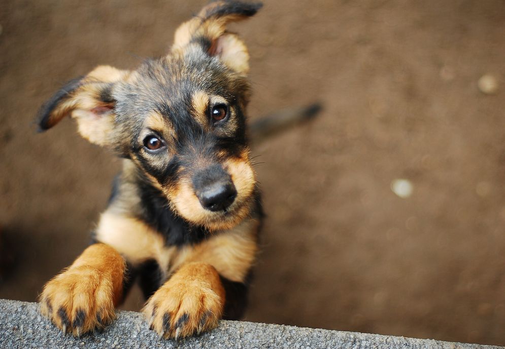 I cani porteranno a una pandemia influenzale?