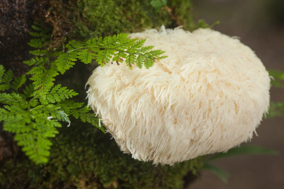 Il fungo hericium attaccato a una pianta