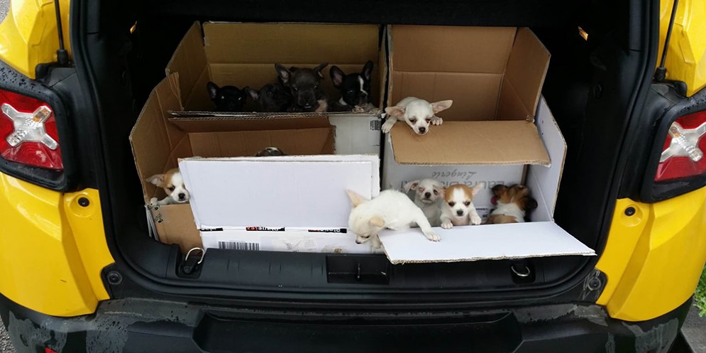 Gorizia e Villesse: sequestrati 34 cuccioli importati illegalmente dall'Ungheria