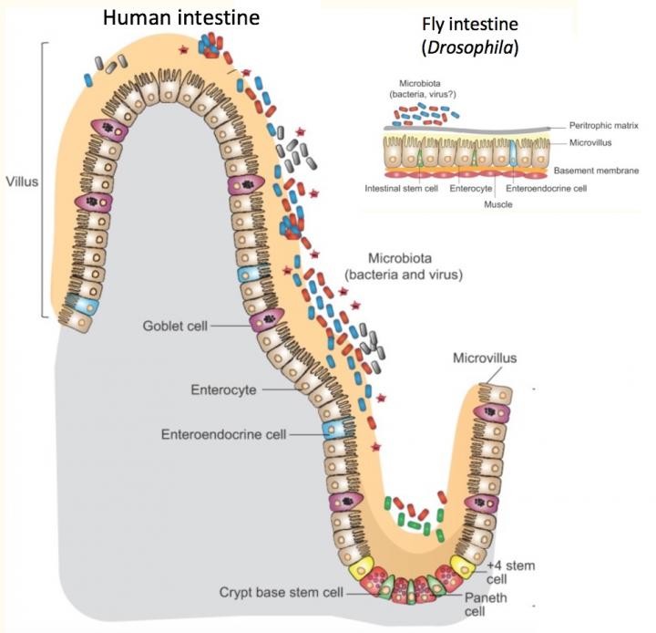 L'intestino del moscerino della frutta condivide gran parte della stessa fisiologia dell'intestino umano, solo più semplice e su una scala più piccola