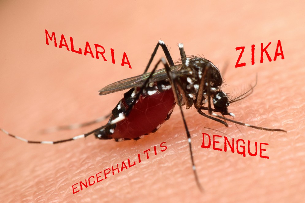 Una nuova malattia trasmessa dalle zanzare?