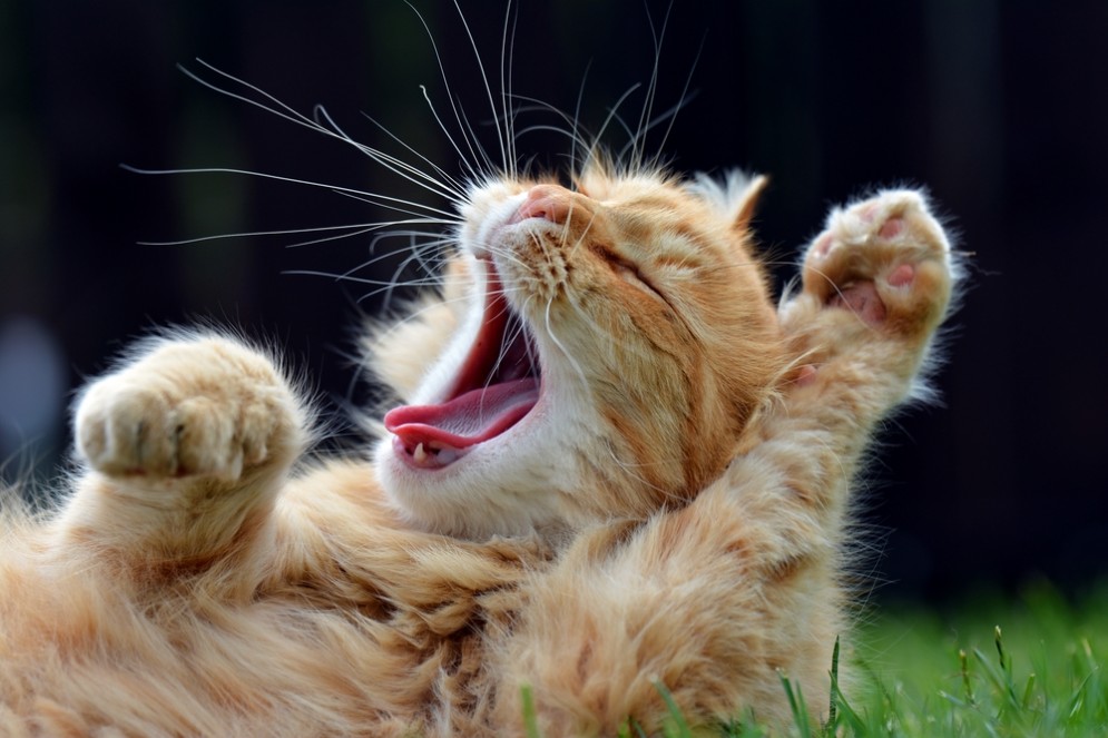 Un gatto che sbadiglia
