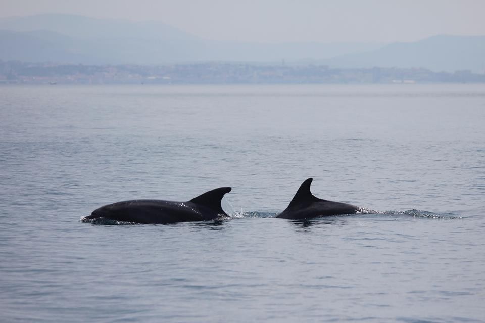 Due delfini spuntano a una decina di metri dal Bagno ducale