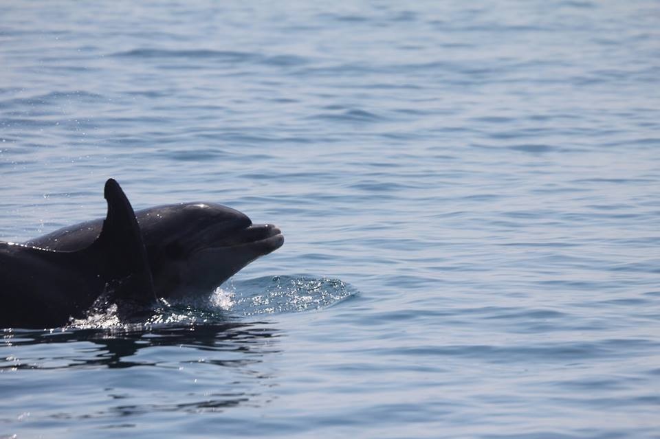 Due delfini spuntano a una decina di metri dal Bagno ducale