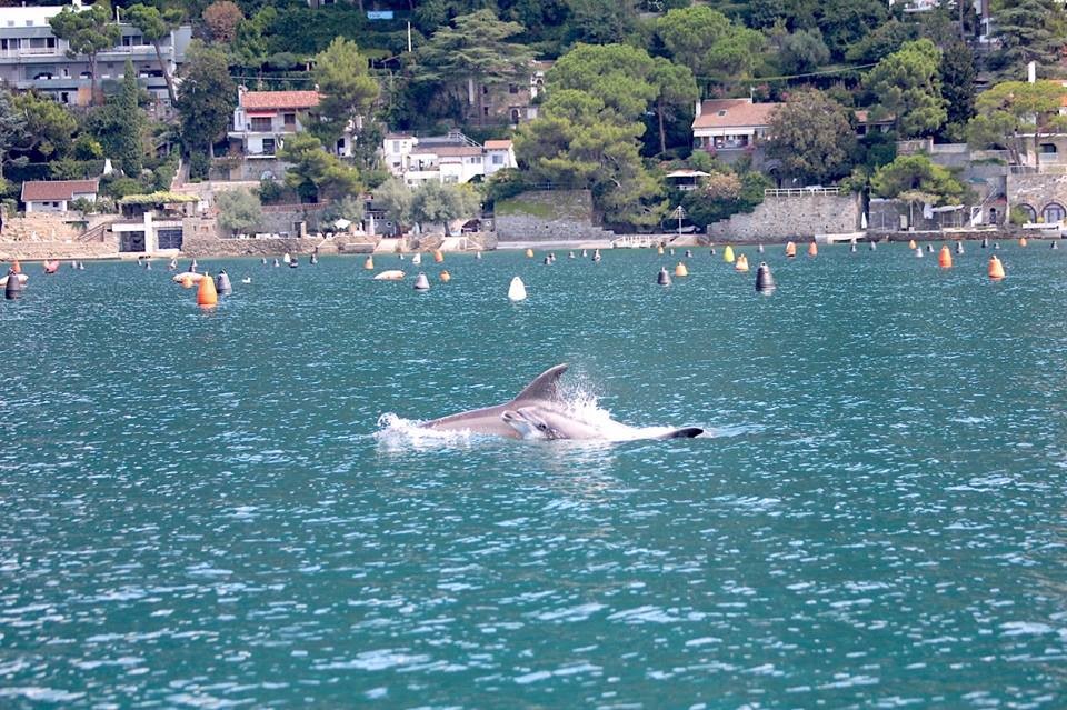 Due delfini spuntano a una decina di metri dal Bagno ducale