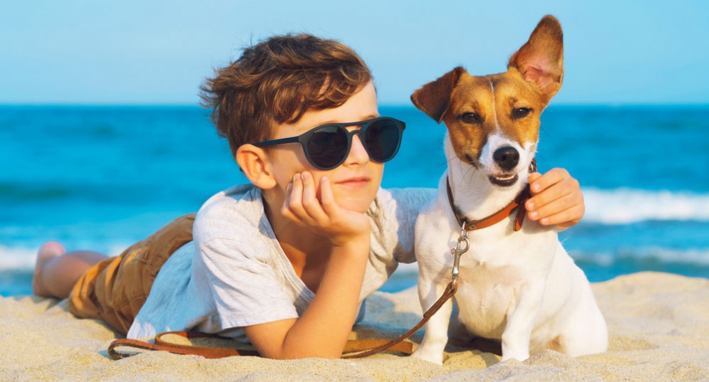 Cane in spiaggia