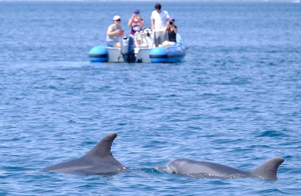 Ancora delfini avvistati nella Riserva di Miramare