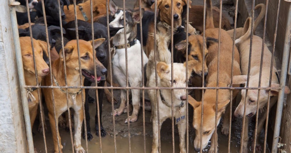 Cani in attesa di essere macellati