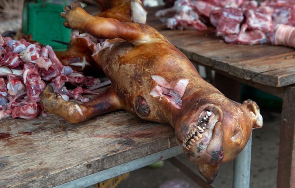 Un cane cucinato per essere mangiato