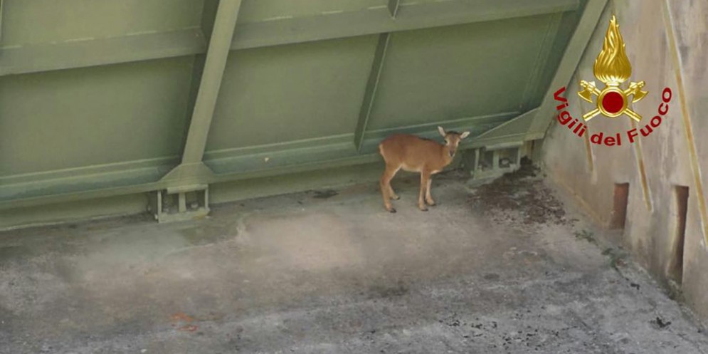 Tramonti di Sotto, salvato un cucciolo di muflone