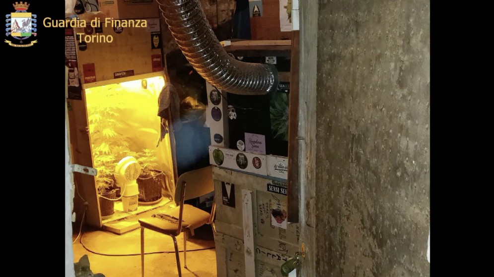Coltivava la marijuana con la musica, arrestato