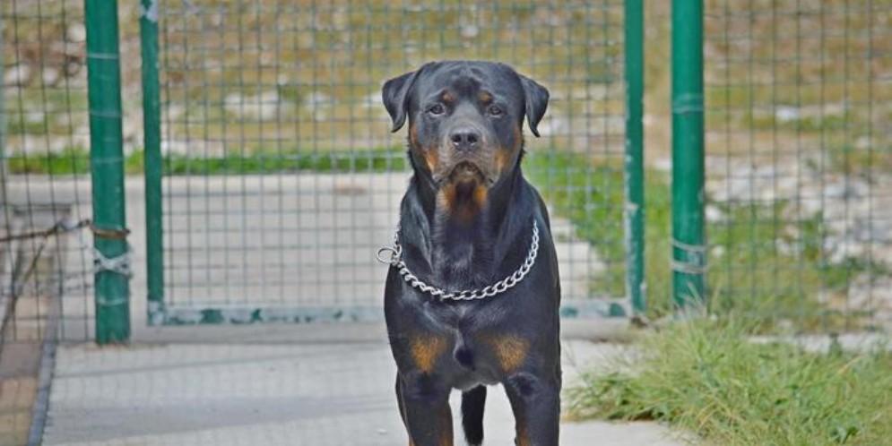 Rottweiler - Immagine di repertorio