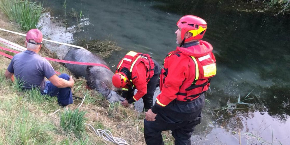 I Vigili del Fuoco salvano un cavallo caduto in un canale