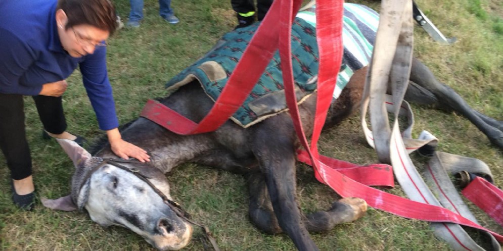 I Vigili del Fuoco salvano un cavallo caduto in un canale