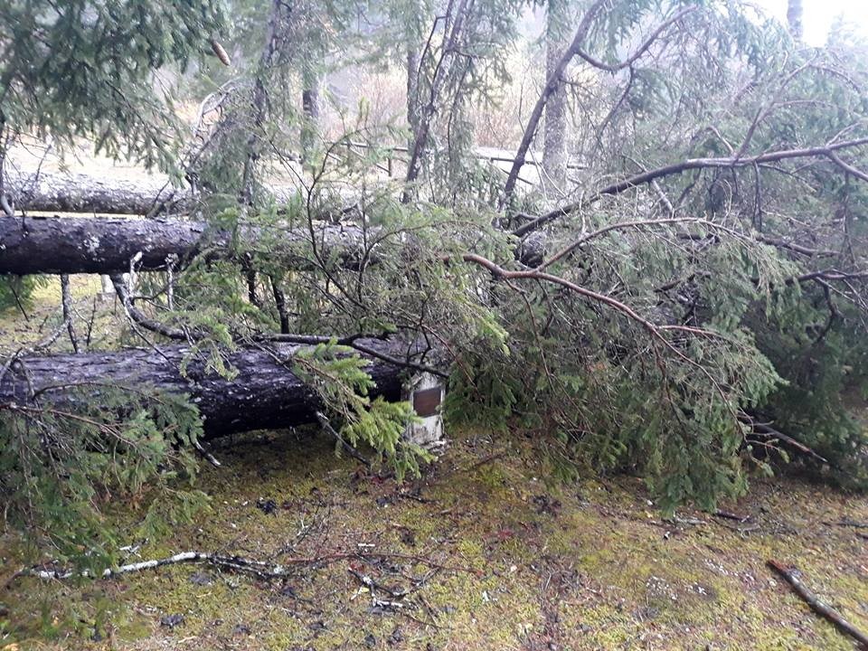Maltempo: alberi cadono sul cimitero degli Eroi a Valbruna