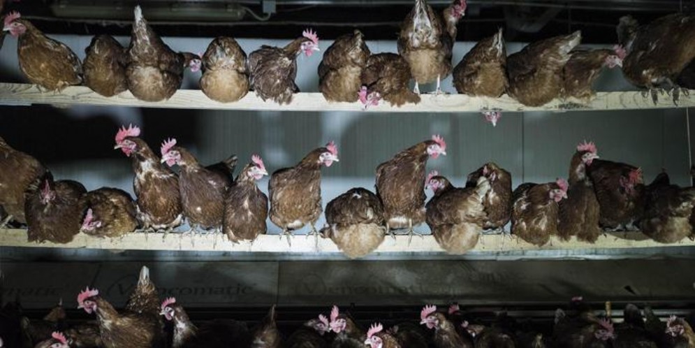 Le uova di gallina sono le «star del carrello»