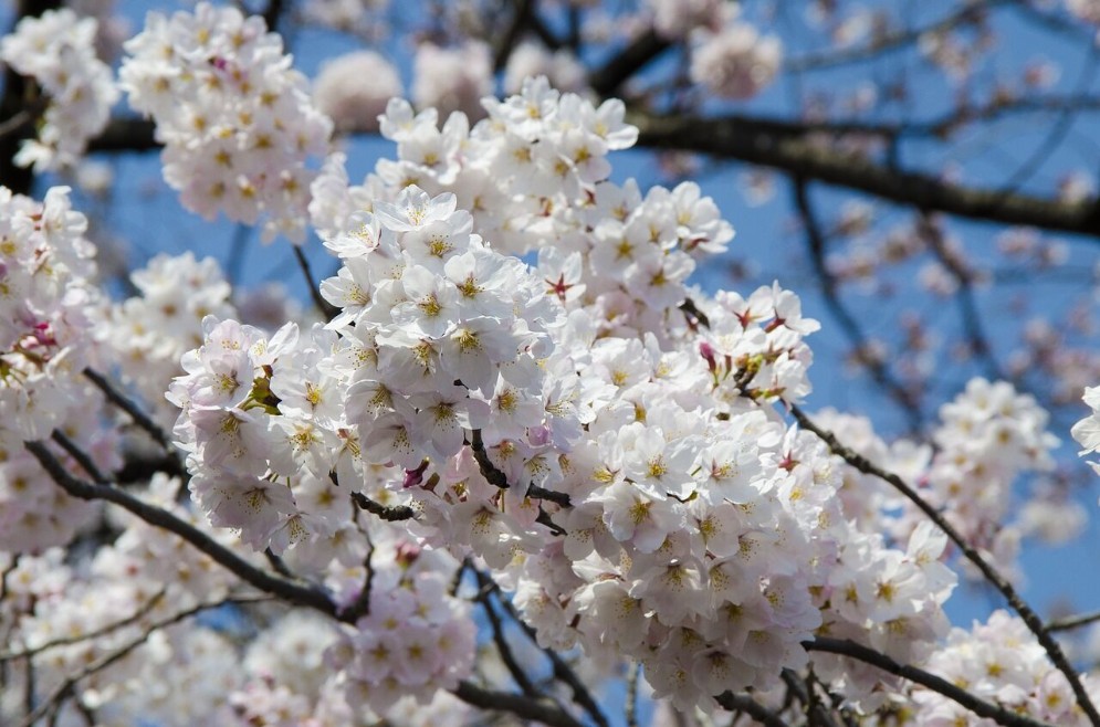 Hanami in Giappone