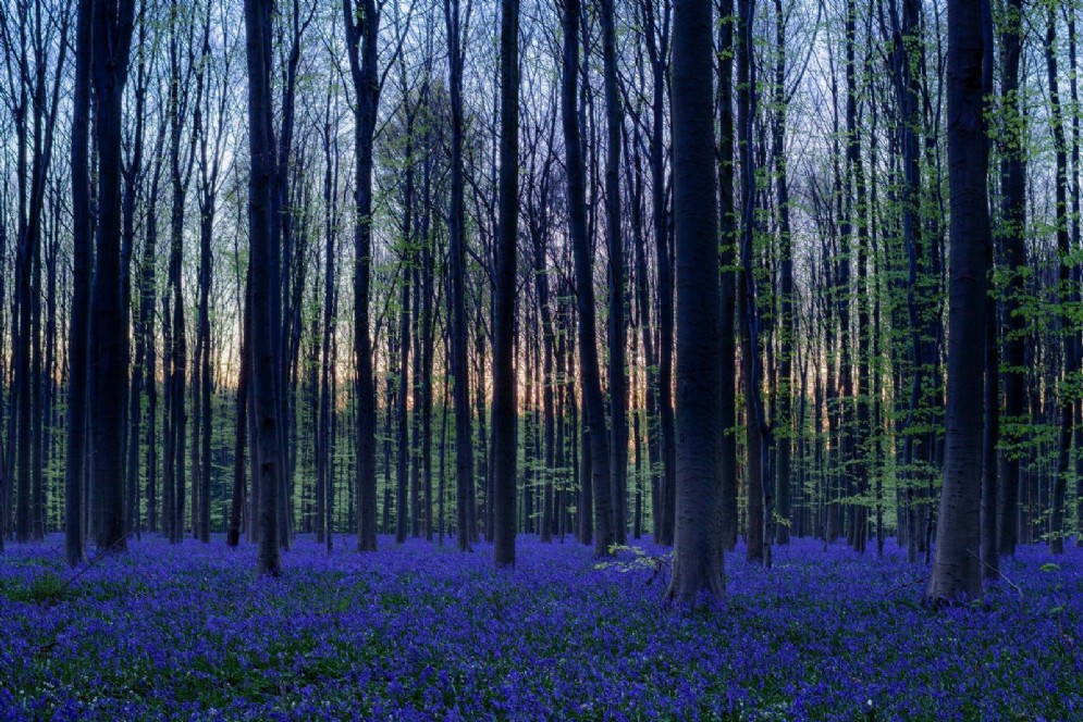 Hallerbos