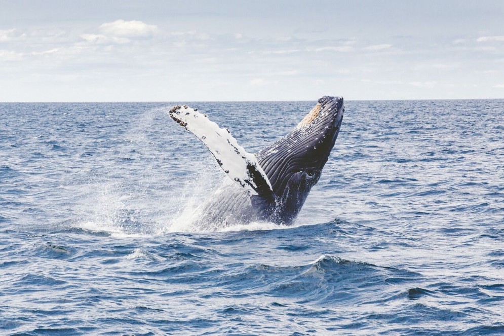 Whale Watching in Quebec