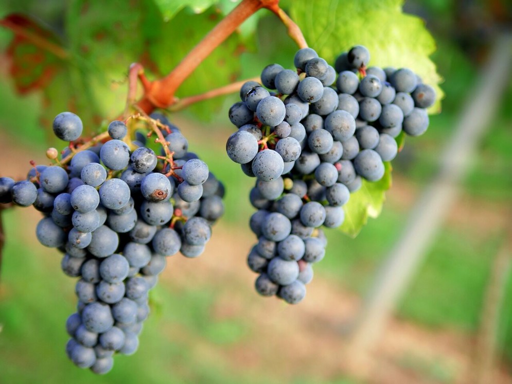 Vigneti in Francia