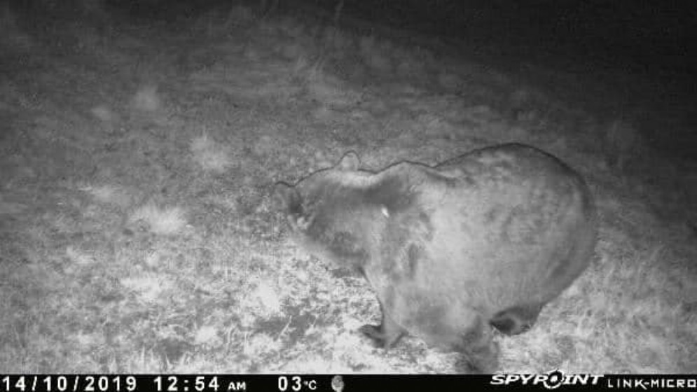 Grosso orso fotografato nel territorio di Malborghetto-Valbruna