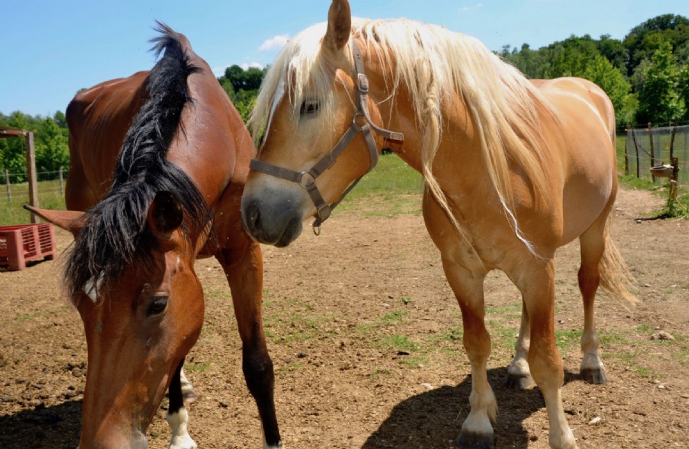 Passeggiata a cavallo
