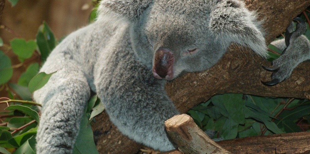 Koala