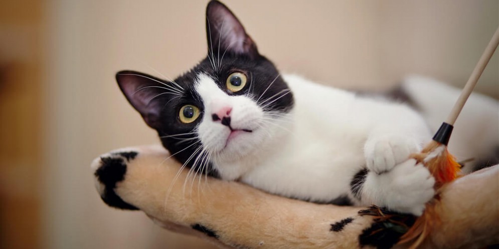 Gatto