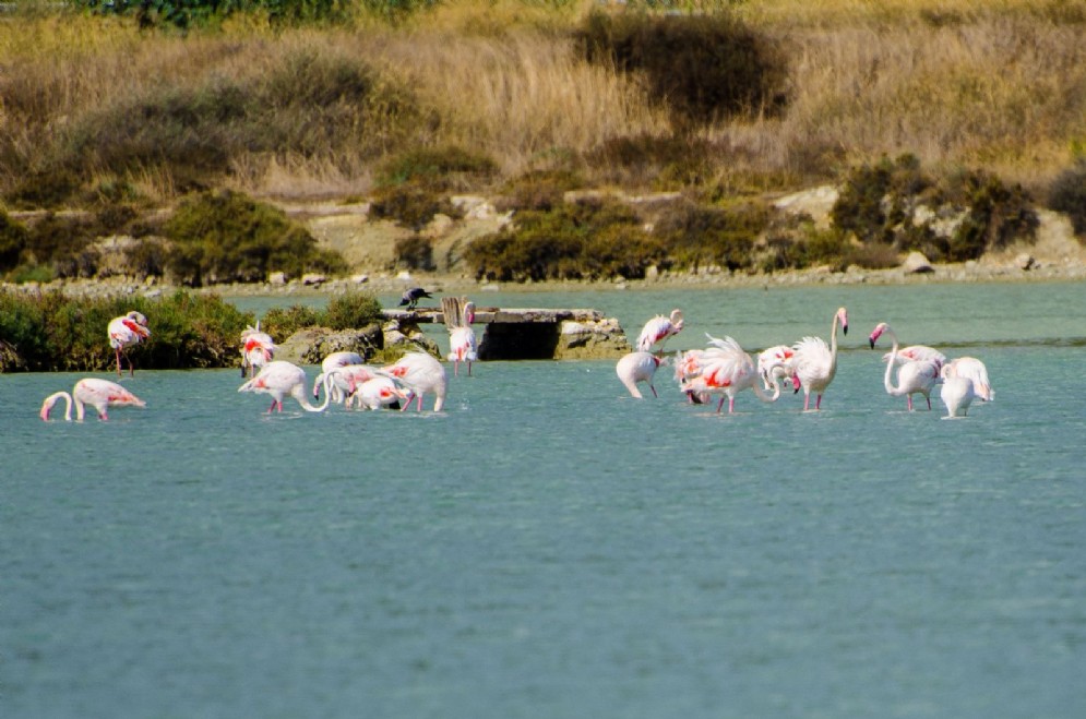 Parco di Molentargius (Cagliari)